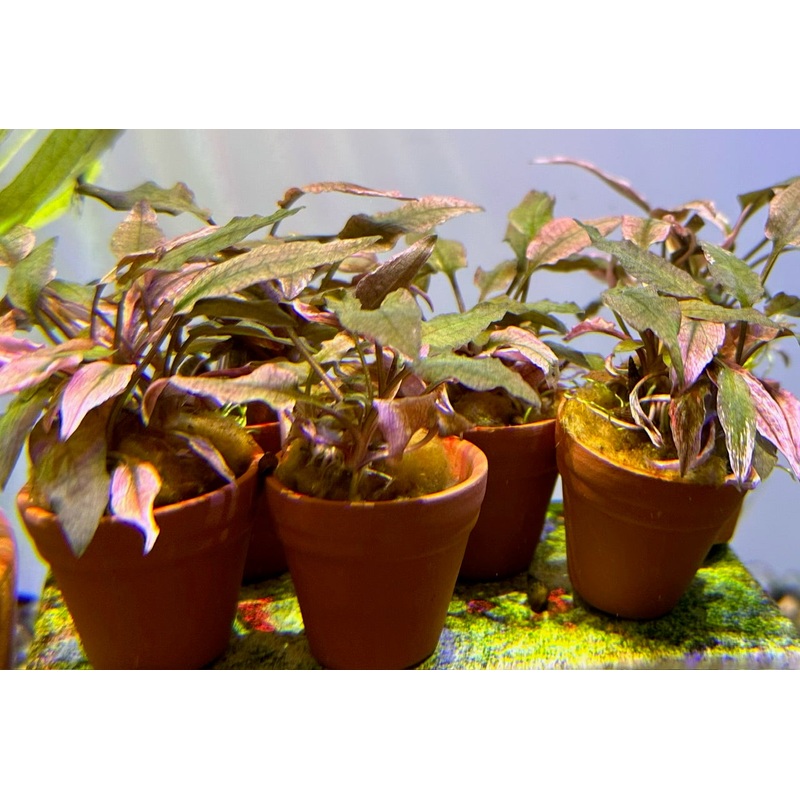 Cryptocoryne wendtii 'Pink Flamingo' - Small Potted Clump