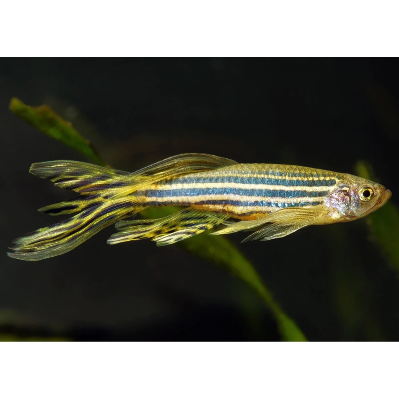 Danio - Zebra (Danio rerio) - Various