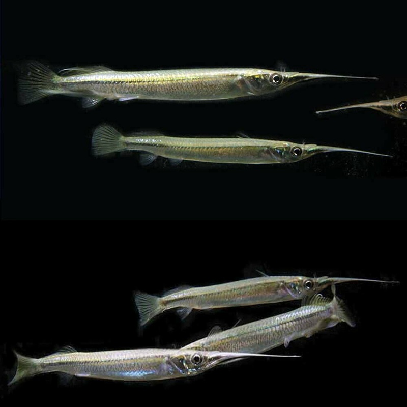 Halfbeak - Various
