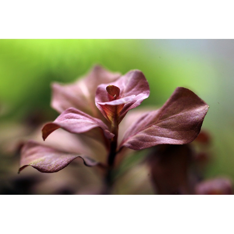 Ludwigia ovalis "Pink"