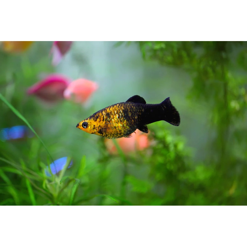 Molly - Golden Black