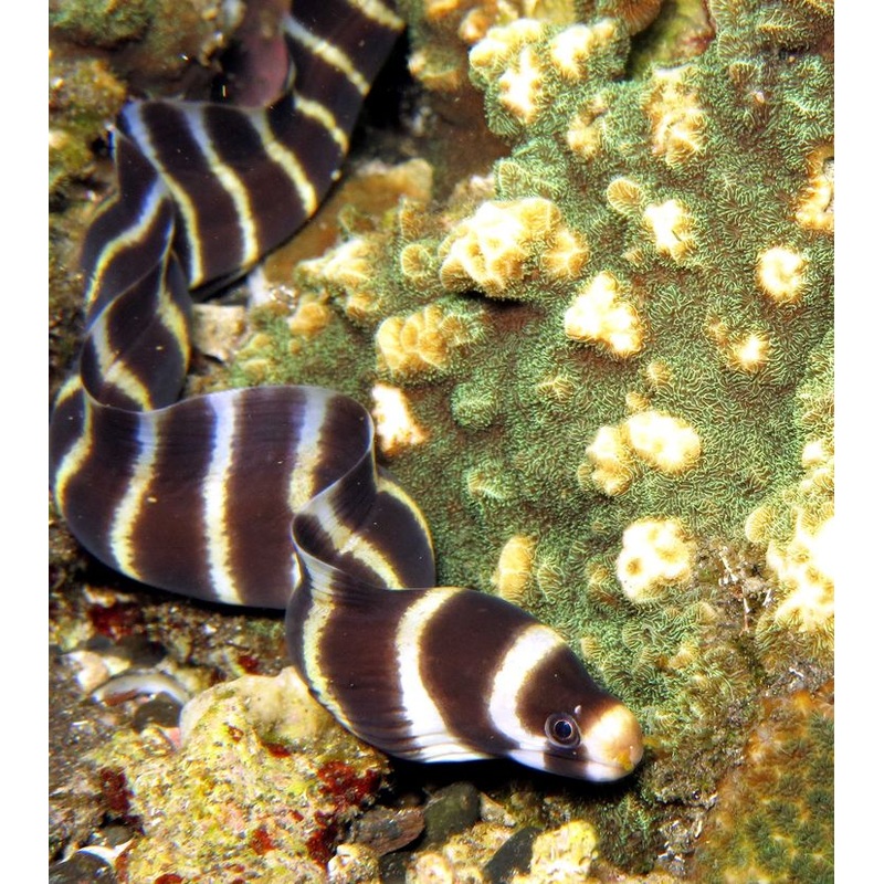 Moray Eel - Banded