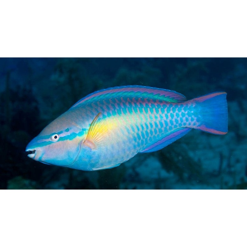 Parrotfish - Princess (Special Order) "Rare"