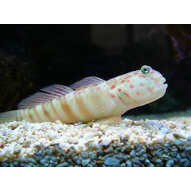 Pink Spot Shrimp Goby