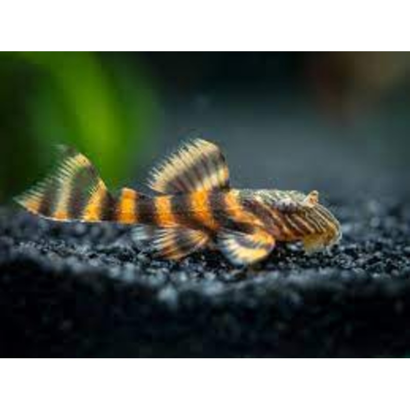 Pleco Alenquer Tiger L397 (3.5cm)