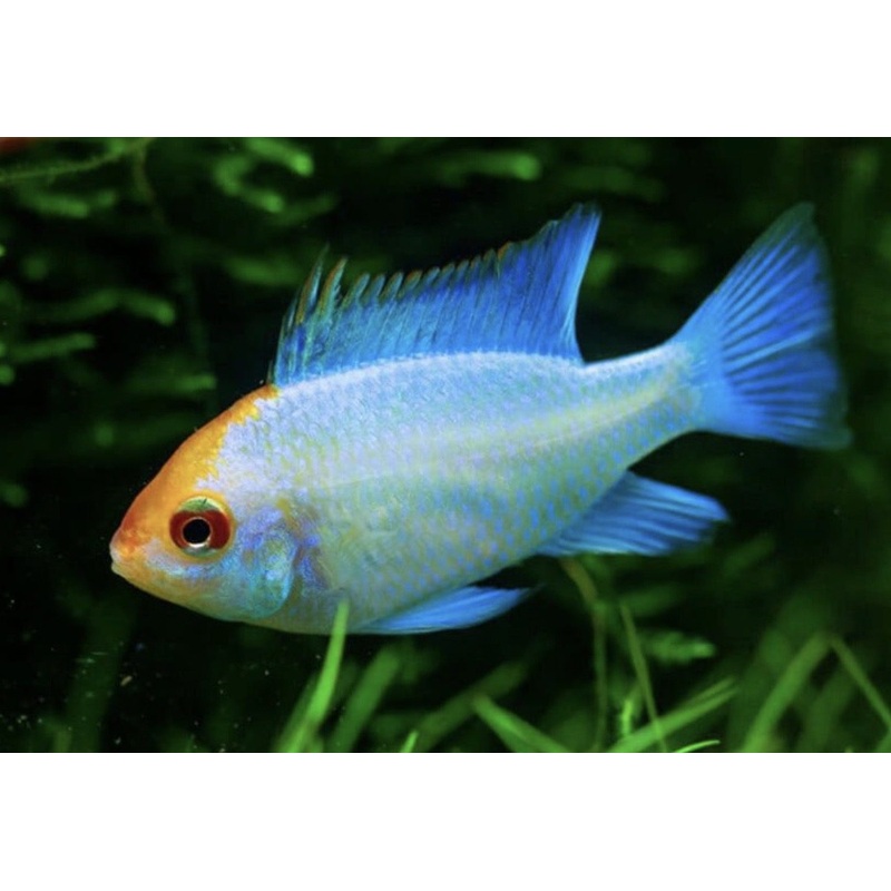 Ram - Gold Head Neon Blue - Various (Mikrogeophagus ramirezi)