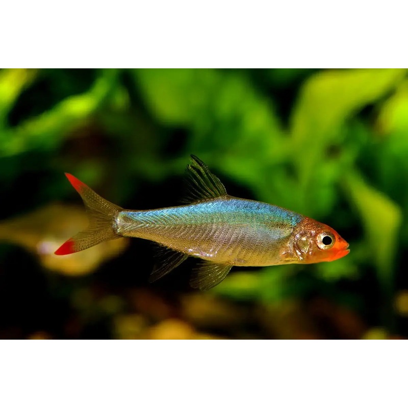 Rasbora Burmese Rummynose