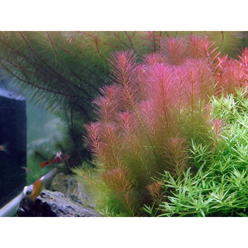 Rotala wallichii