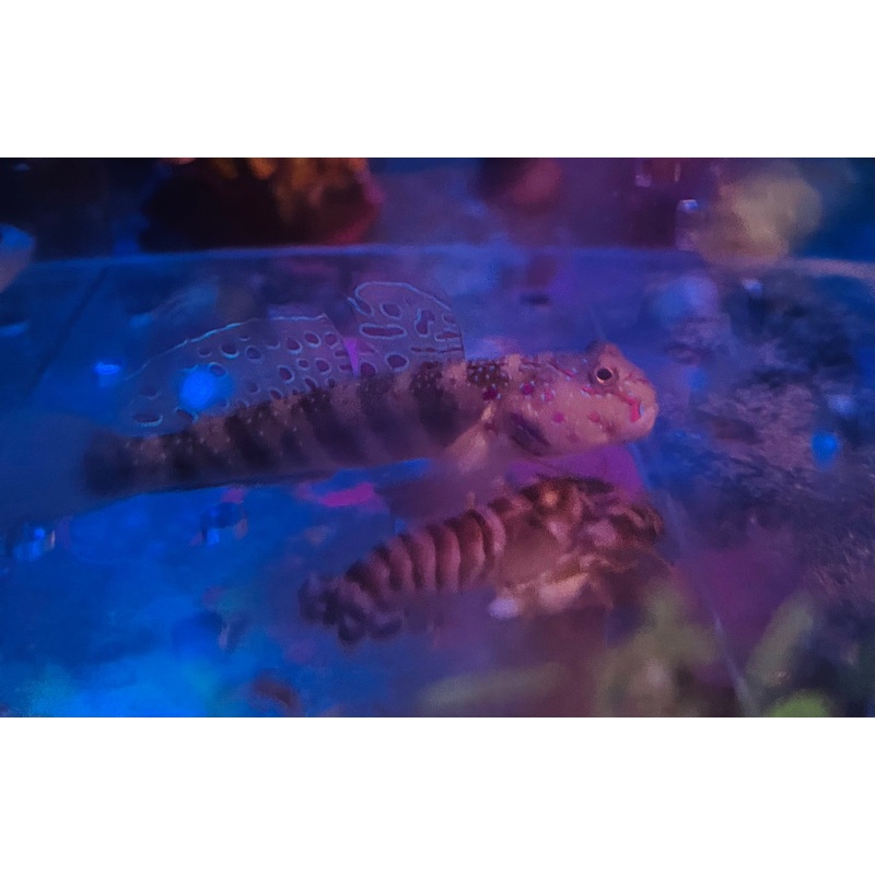 Shrimp & Gobie Pair