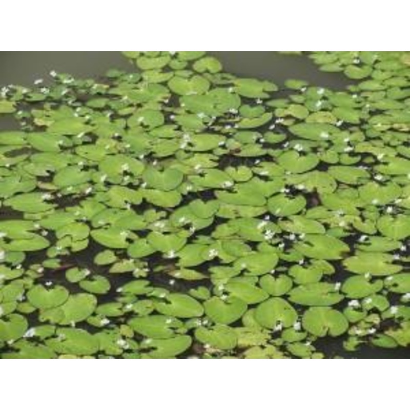 Snowflake Lily (Nymphoides indica)