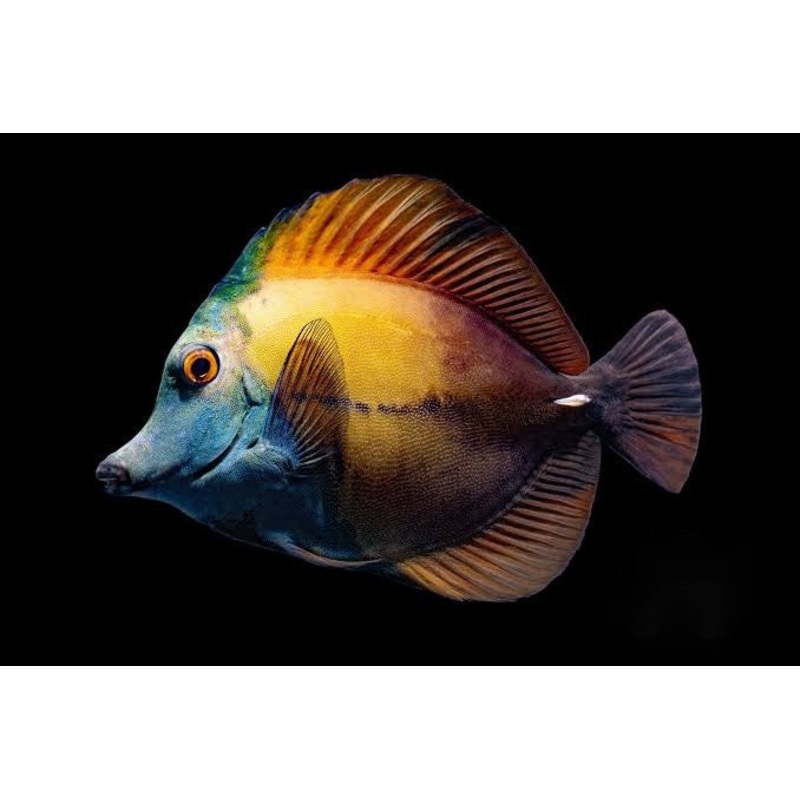 Tang Blue Faced Koi "Very Rare" (Special Order)