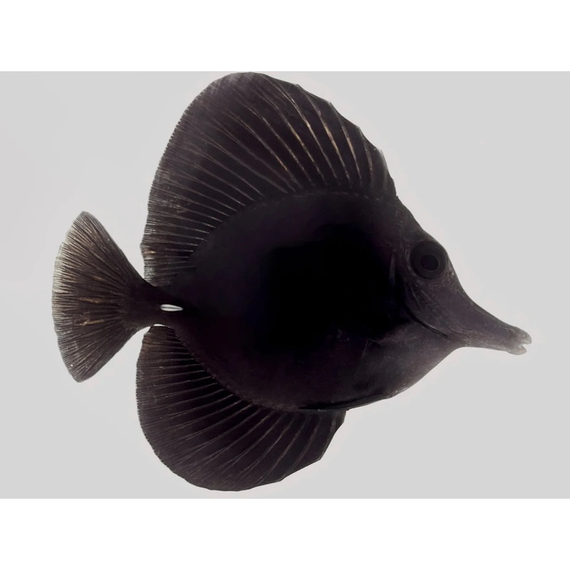 Tang Longnose Black (Zebrasoma sp.) "Very Rare" (Special Order)