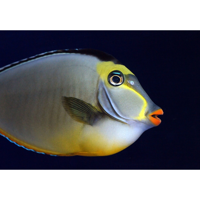 Tang Naso Lipstick (Naso lituratus)