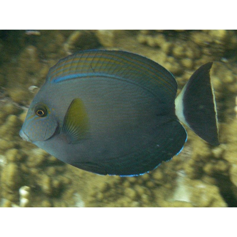 Tang WA Ring-tail (Acanthurus Grammoptilus)