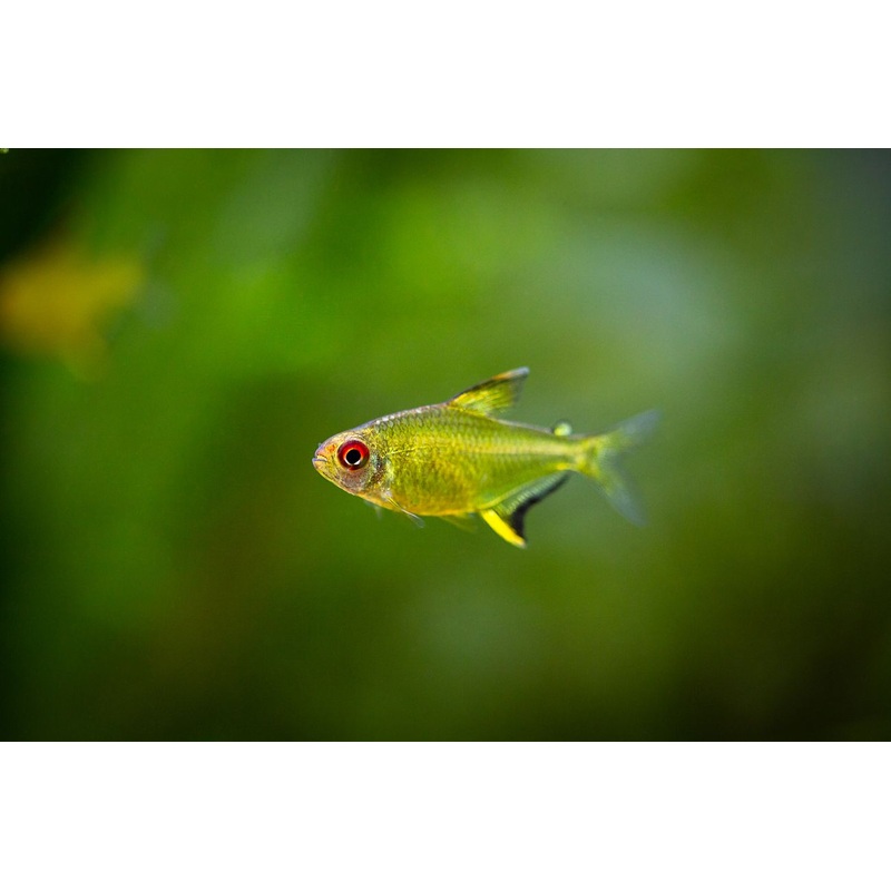Tetra Lemon