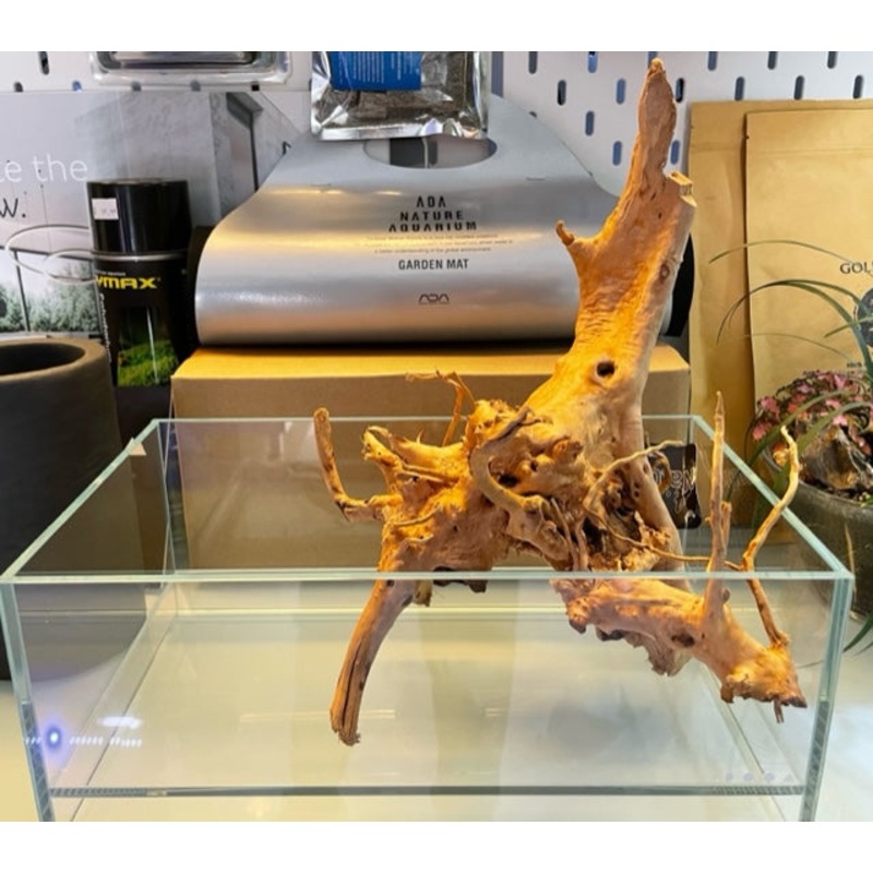 Wood Root Vine