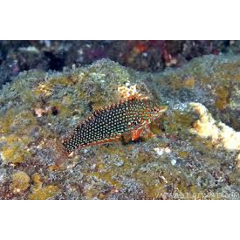 Wrasse - Leopard Green (Male)