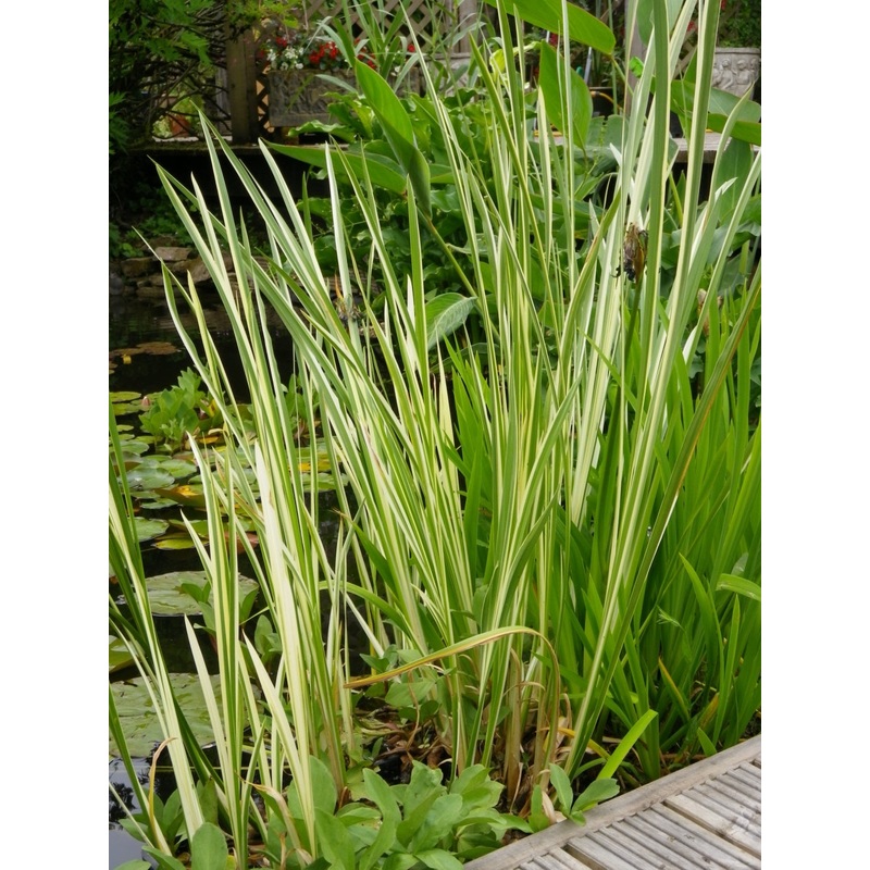 Acornis gramineus (Varigated Rush)  - *Bog Plant - Not True Aquatic*