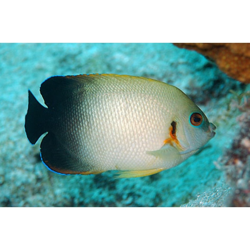 Angelfish Pearl Scale (Centropyge vrolikii)