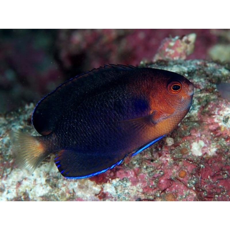 Angelfish White Tail Pygmy