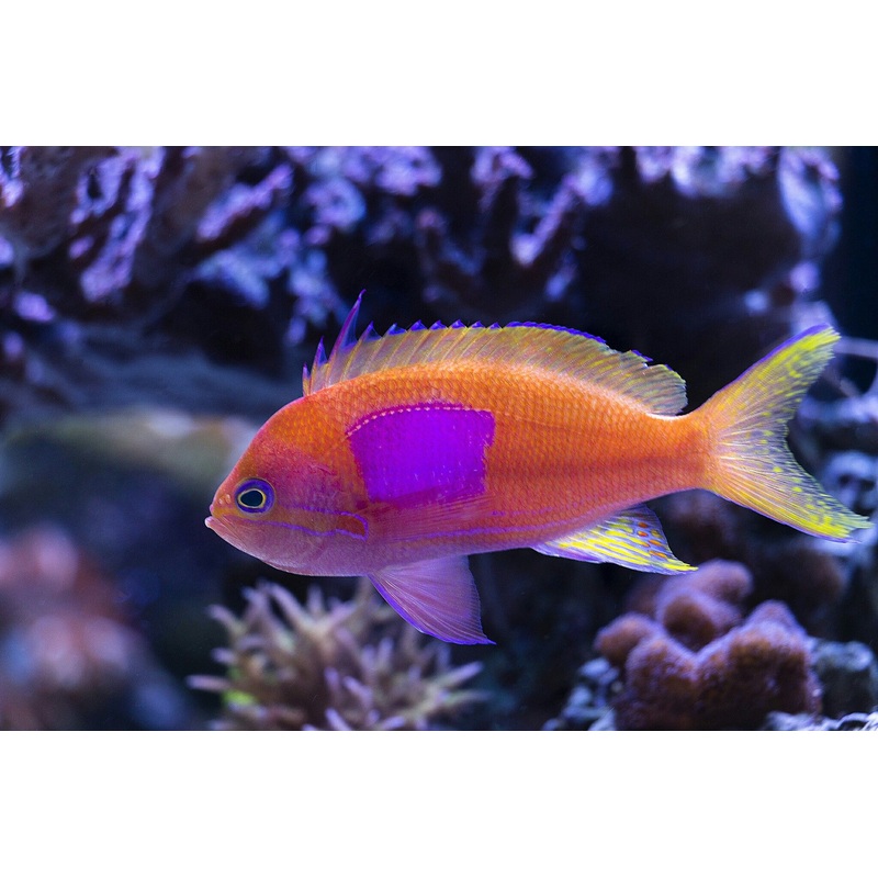 Anthias Square Block  (Pseudanthias pleurotaenia) - Various