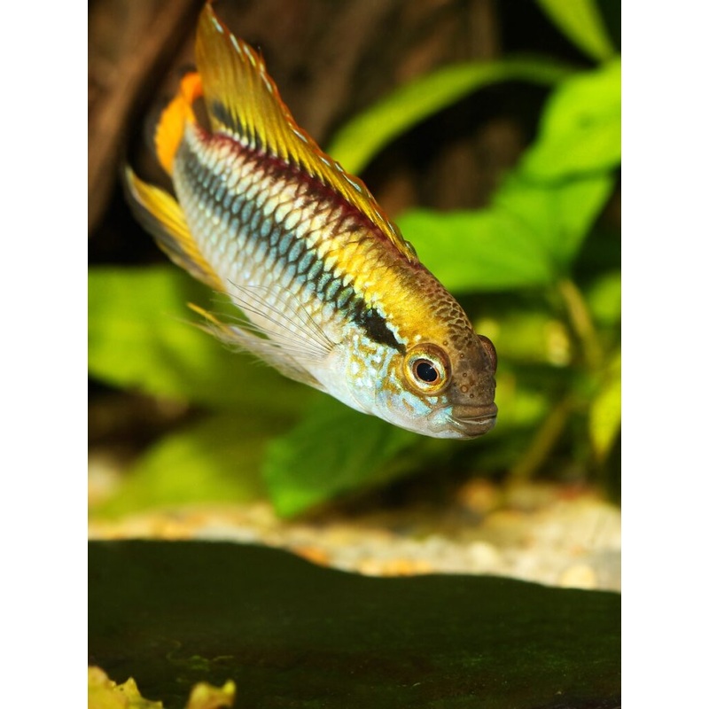 Apistogramma - Agassizii