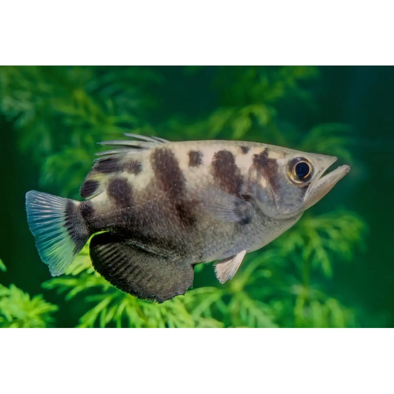 Archerfish