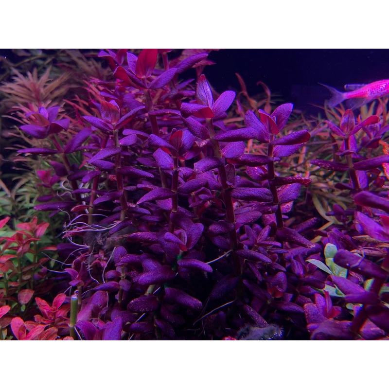 Bacopa salzmanni (Purple Bacopa) "Rare"