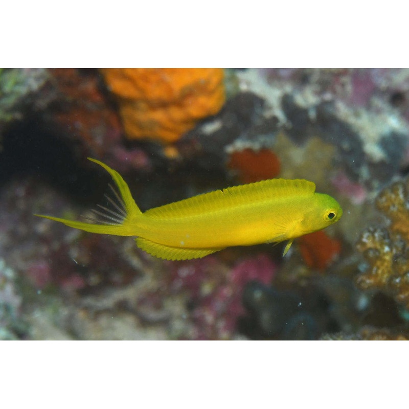 Blenny - Canary Fang *Captive Bred* (Meiacanthus oualanensis)