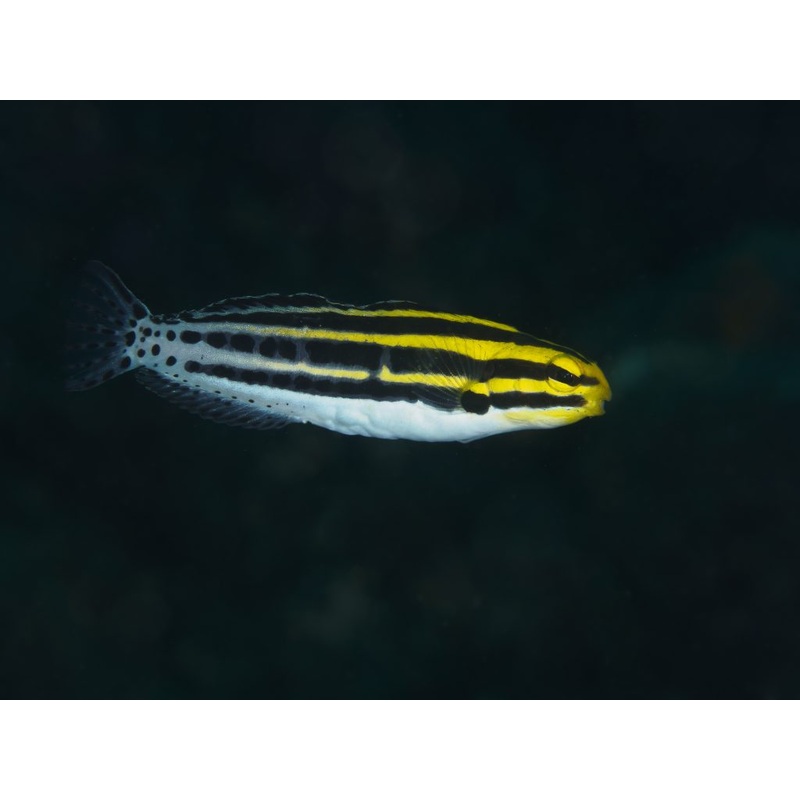 Blenny - Striped/Zebra Fang (Meiacanthus grammistes)