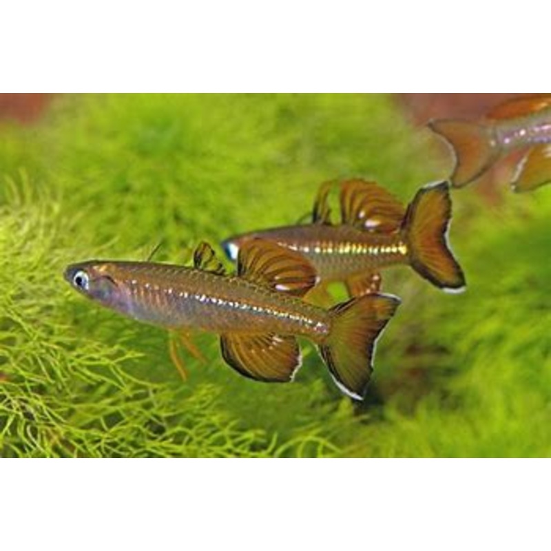 Blue Eye - Delicate (Pseudomugil tenellus)