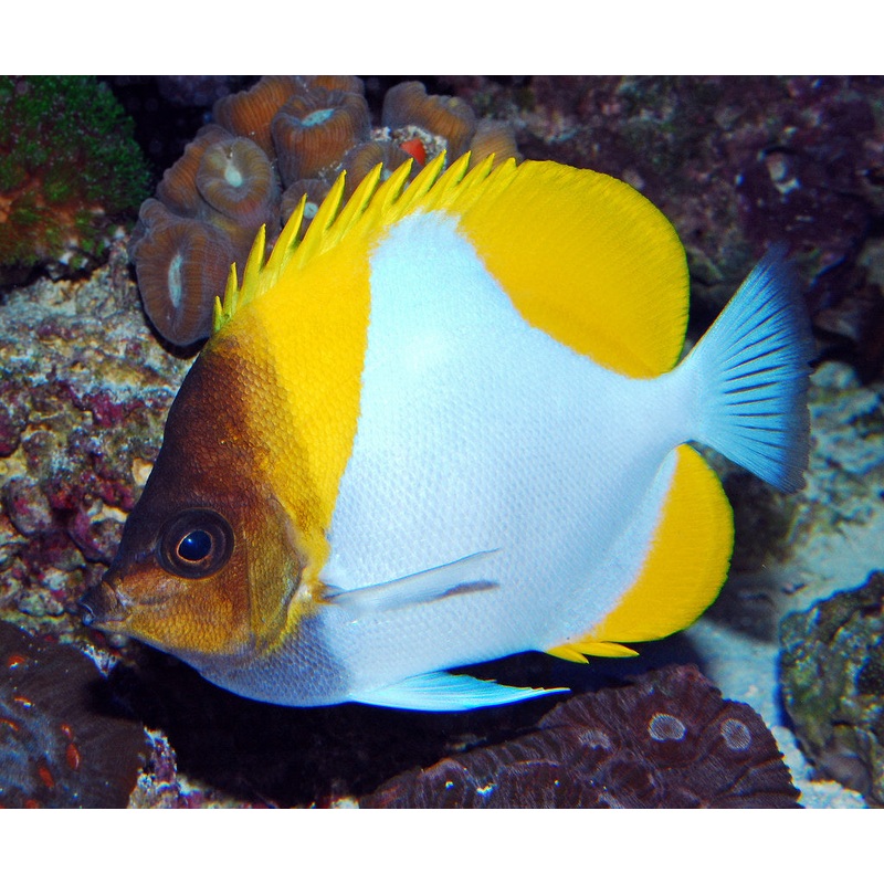 Butterflyfish - Pyramid *Reef Safe*