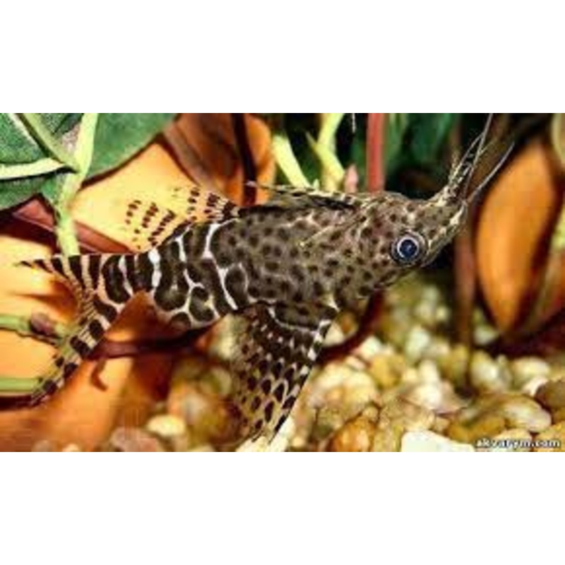 Catfish - Upside Down Zebra (Synodontis nigriventris)