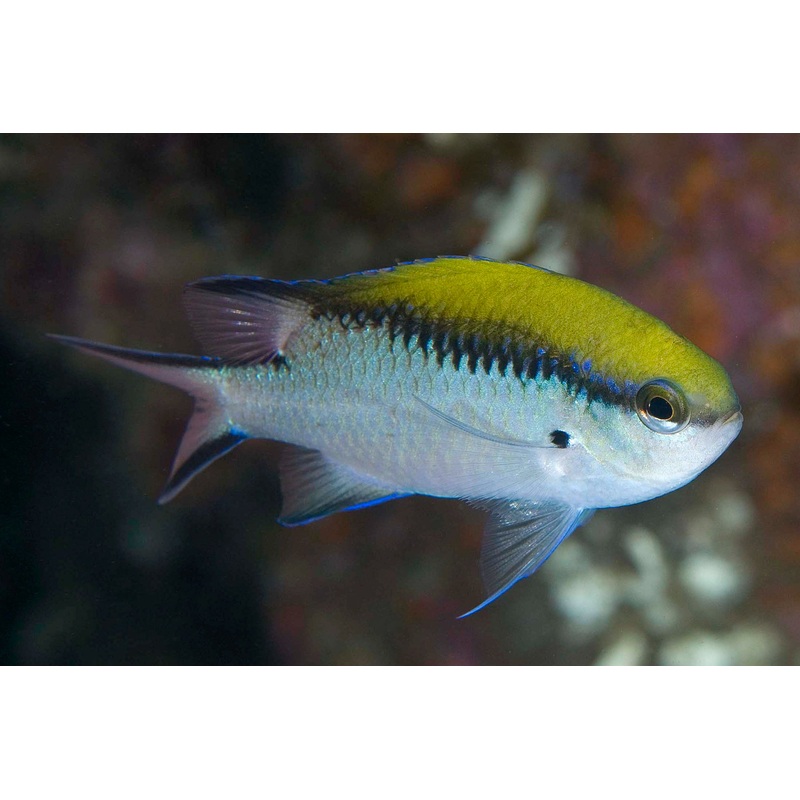 Chromis - Barrier Reef (Chromis nitida)