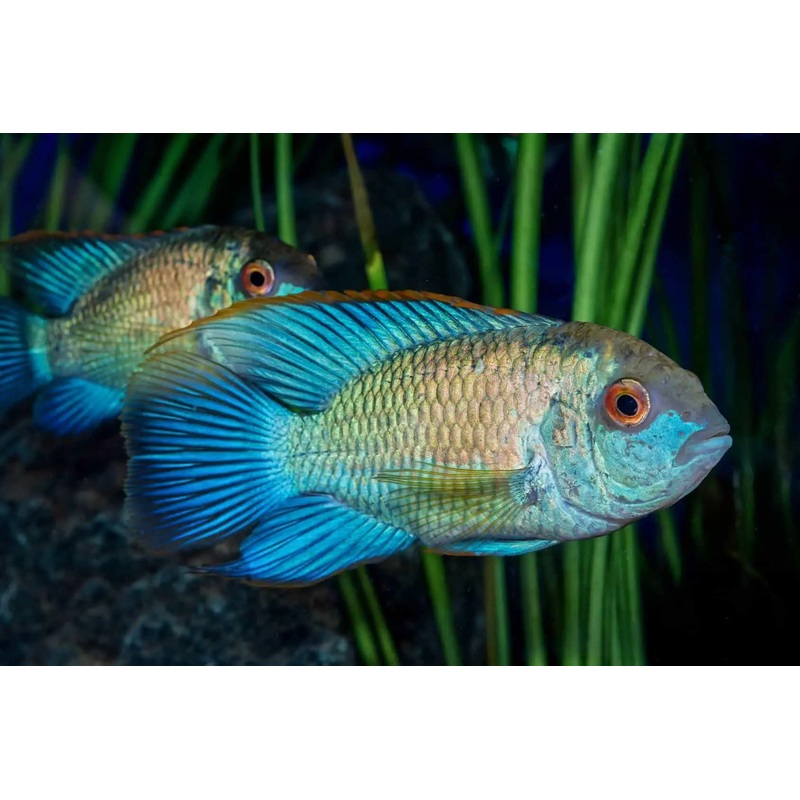 Cichlid - Neon Blue Acara (Andinoacara pulcher)