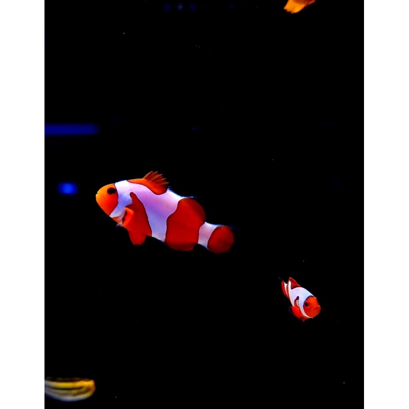 Clownfish - Premium Da Vinci (Amphiprion ocellaris) PAIR *Captive Bred*