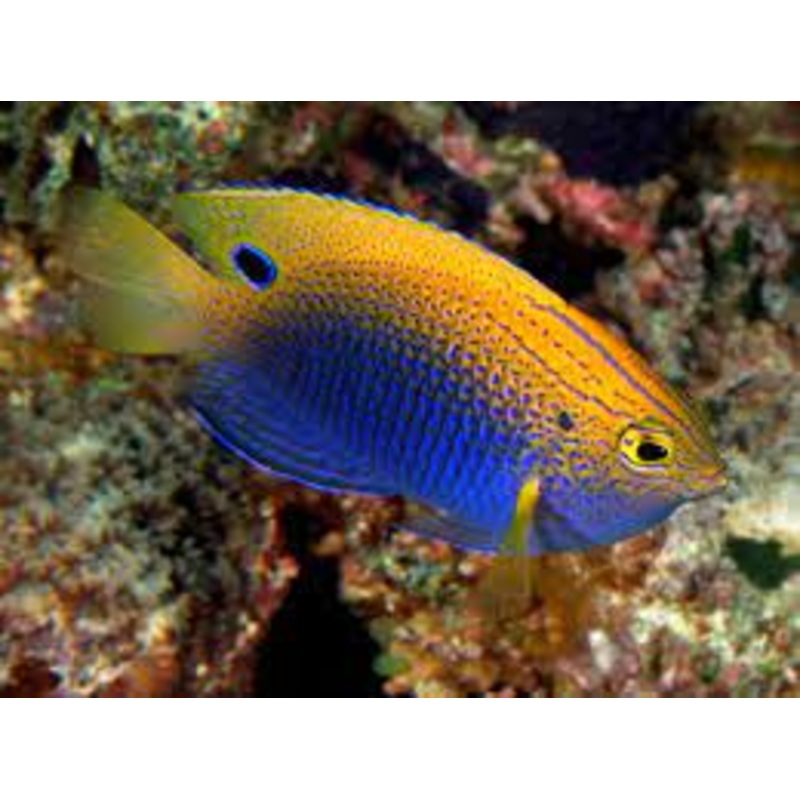 Damselfish - Princess/Ocellate
