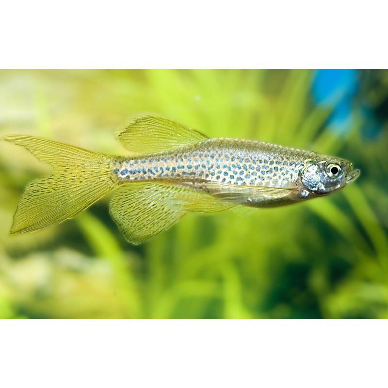 Danio - Leopard (Danio rerio) - Various