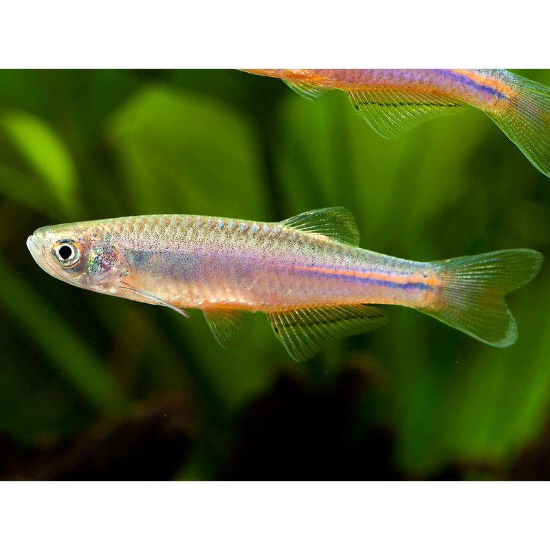 Danio - Pearl