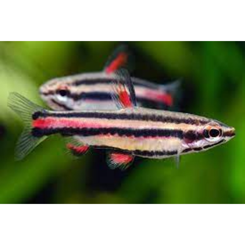 Dwarf Pencilfish "Rare"