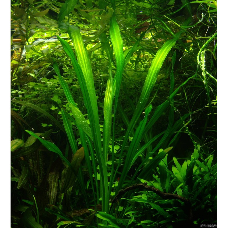 Echinodorus uruguayensis 'Amazon Uruguay' Sword