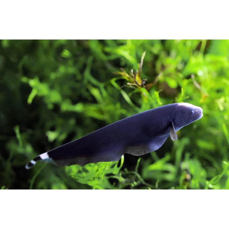 Ghost Knife Fish 8cm