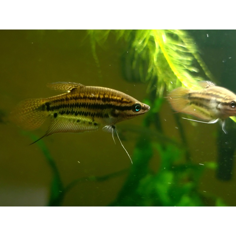 Gourami Croaking