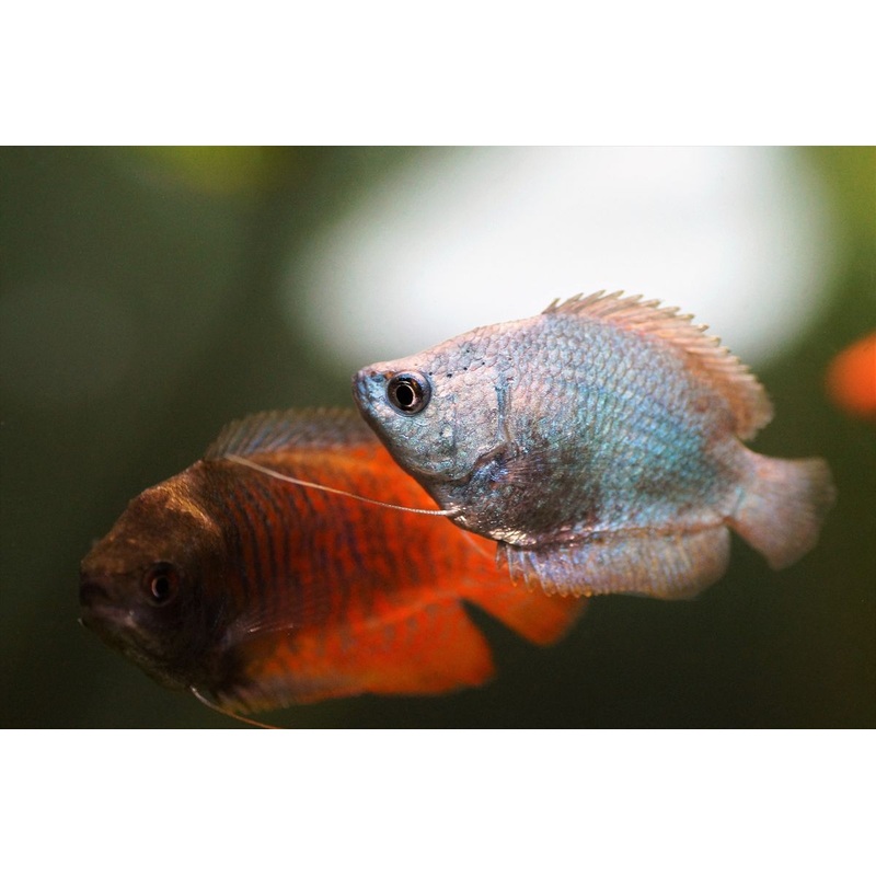 Gourami Dwarf Female - Various