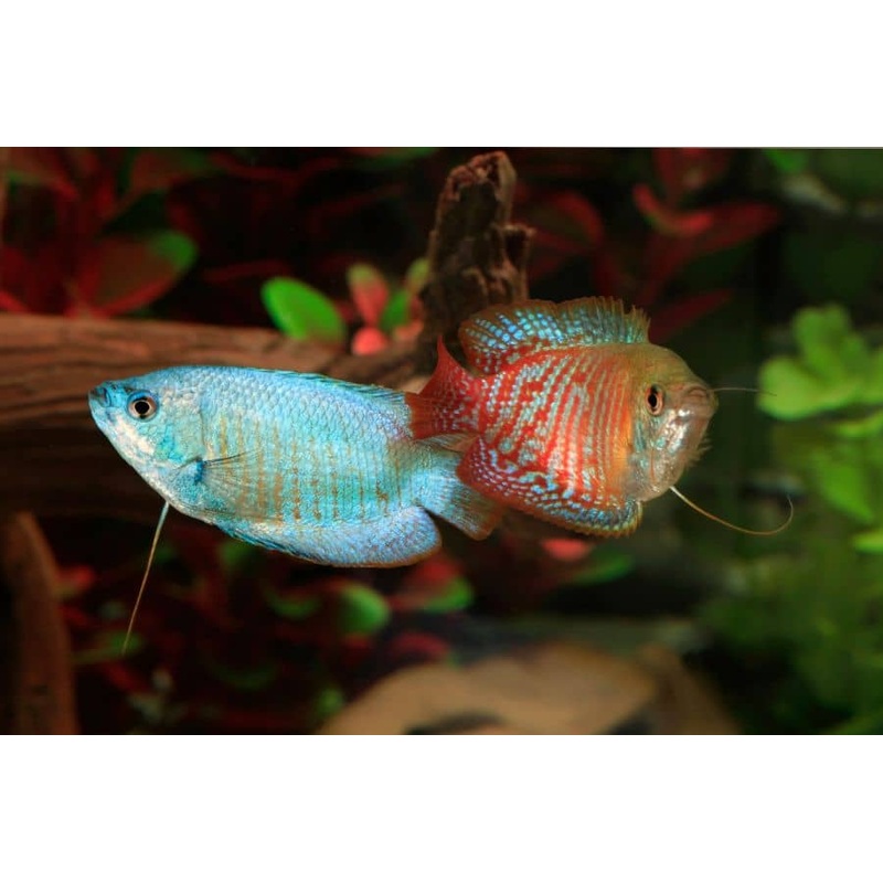 Gourami Dwarf Male - Various