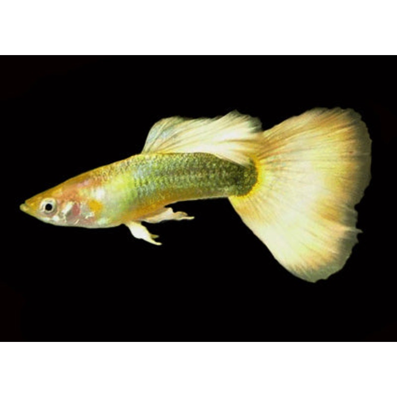 Guppy German Yellow Male