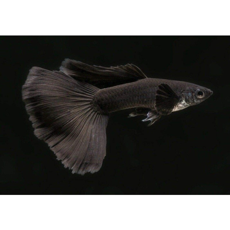 Guppy Moscow Black Male