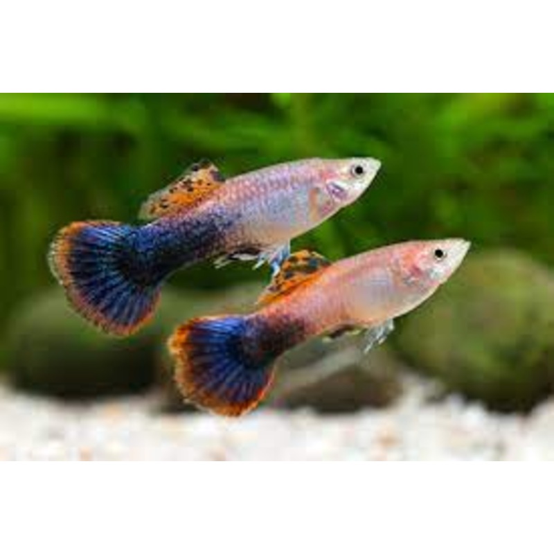Guppy Pink Tuxedo - Assorted