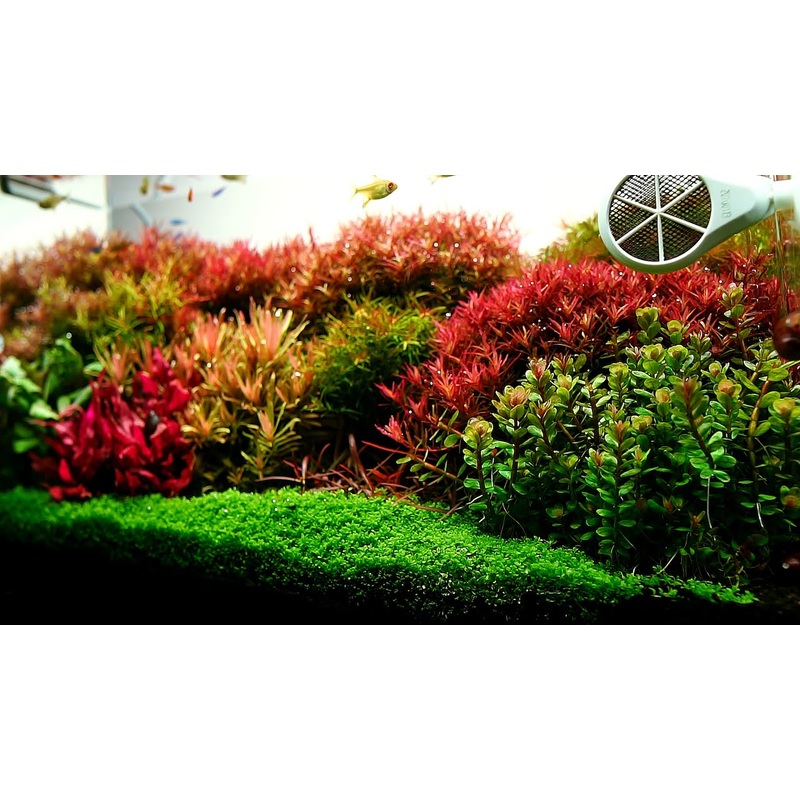 High Light Submersed Stem Plant Pack - 20x Bunches (in-store pickup only - Fri/Sat/Sun)