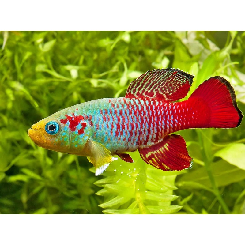 Killifish - Gunther's (Nothobranchius guentheri) "Rare"